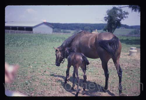 Shamrock Farms