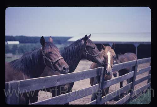 Shamrock Farm